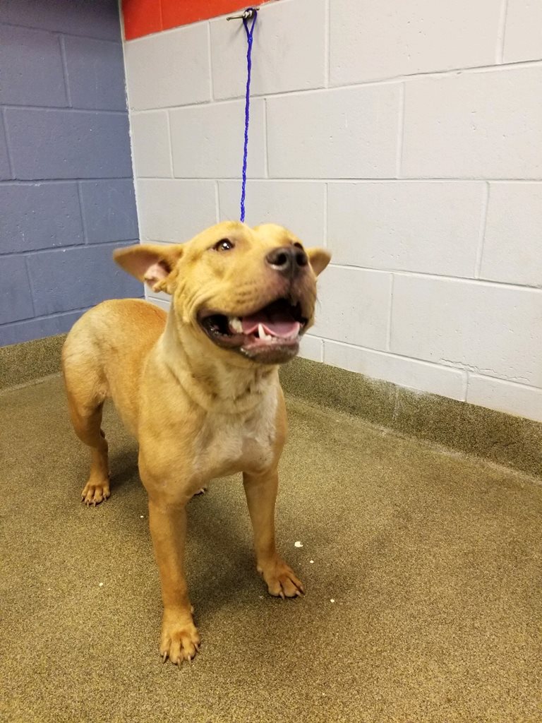 Dog in shelter with leash