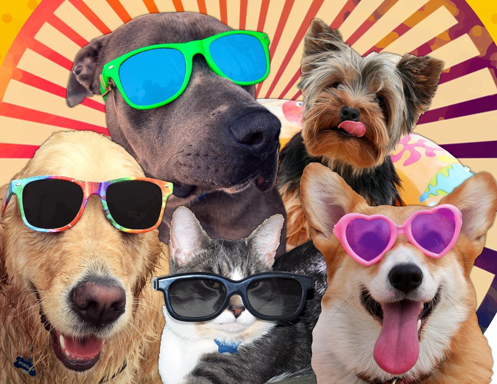 dogs and cats wearing sunglases