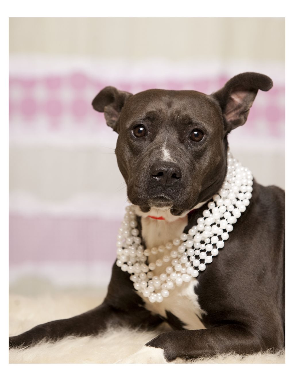 An adoptable dog with a lovely string of pearls around her neck. 