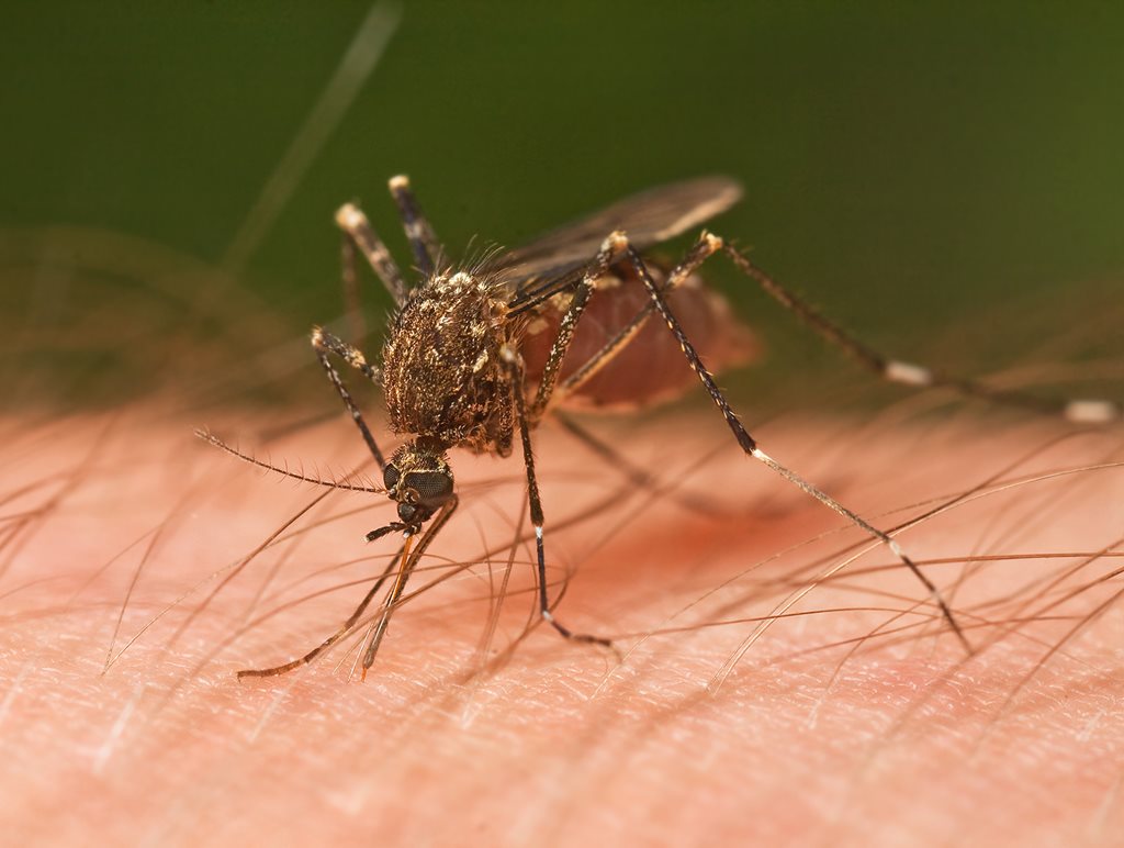 mosquito on a human arm