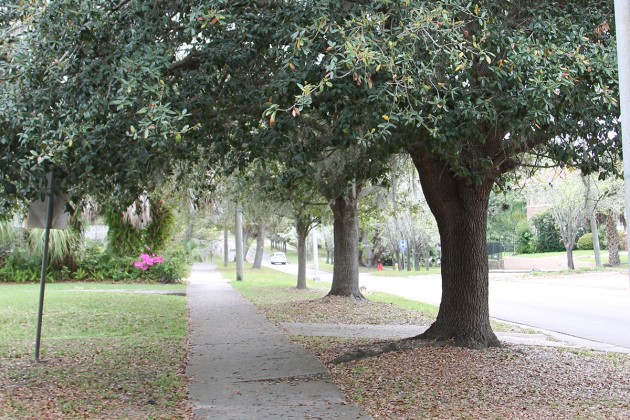 City Council passes appropriation bill to begin tree planting project in historic district 