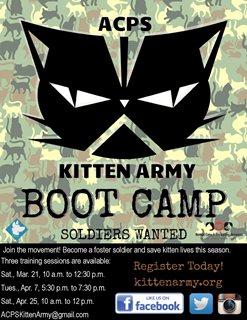 Kitten Army Boot Camp