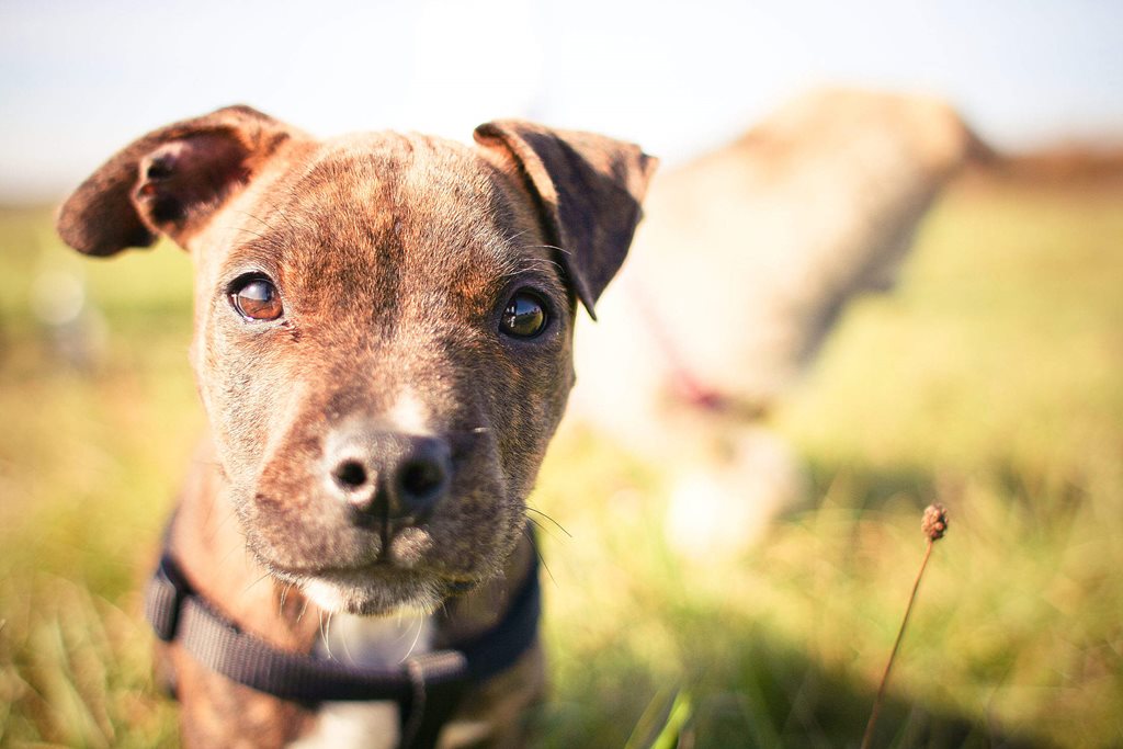 cute pitbull puppy in green field