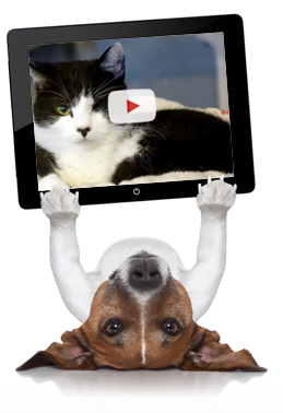 Pets on a tablet device