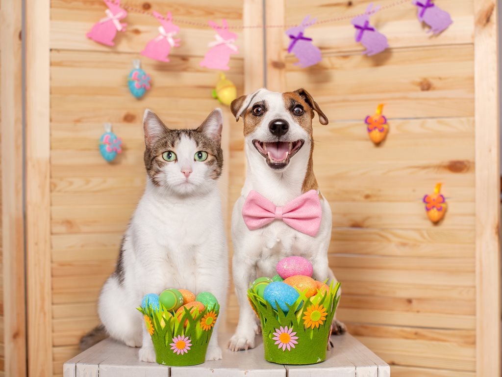 cat and dog with easter baskets