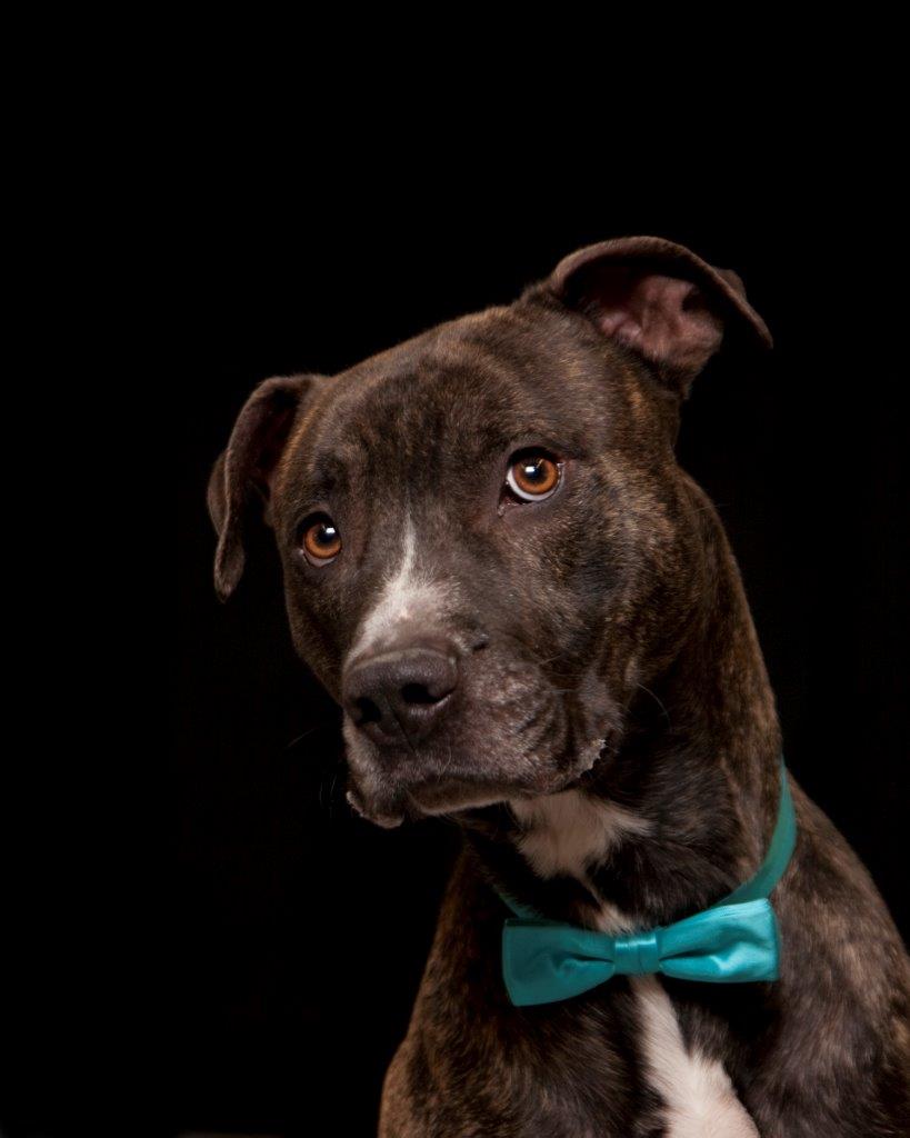 Portrait of a dog with black fur wearing a blue bowtie. 