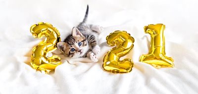 Small kitten with golden 2021 balloons