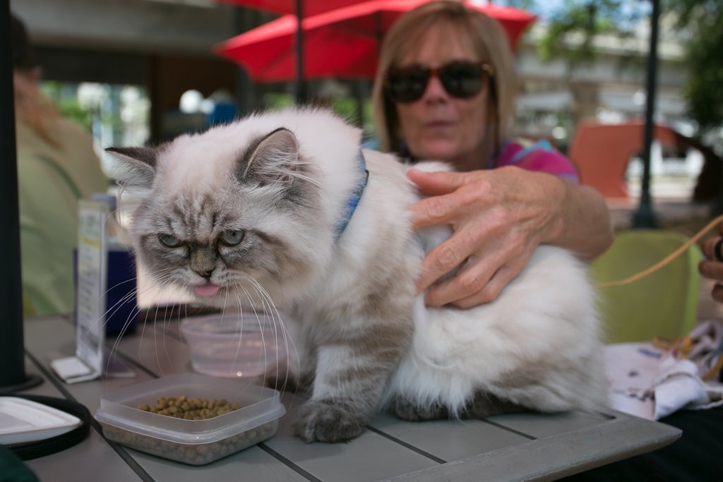 woman enjoying a day at hemming park with pet cat