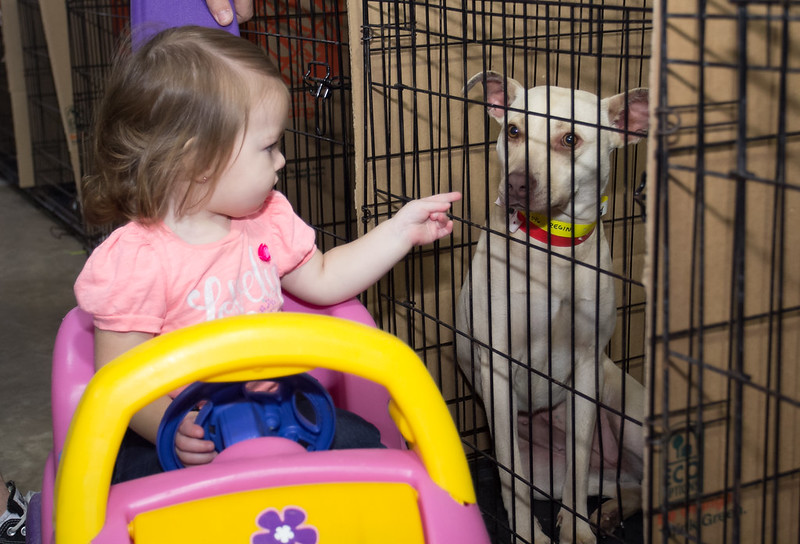 child looks at dog in kennel at mega adoption event