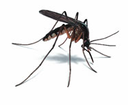 The City's Mosquito Control Division is working with the Florida Department of Health and other agencies to reduce the spread of mosquito borne diseases.