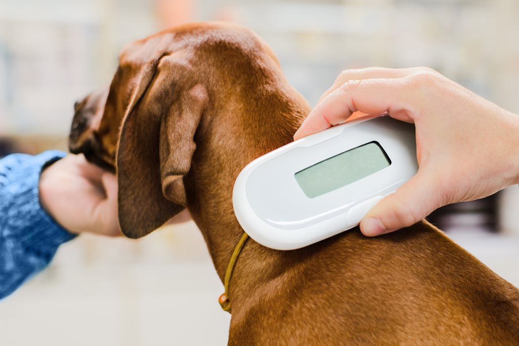 Veterinarian scanning microchip implant on dog