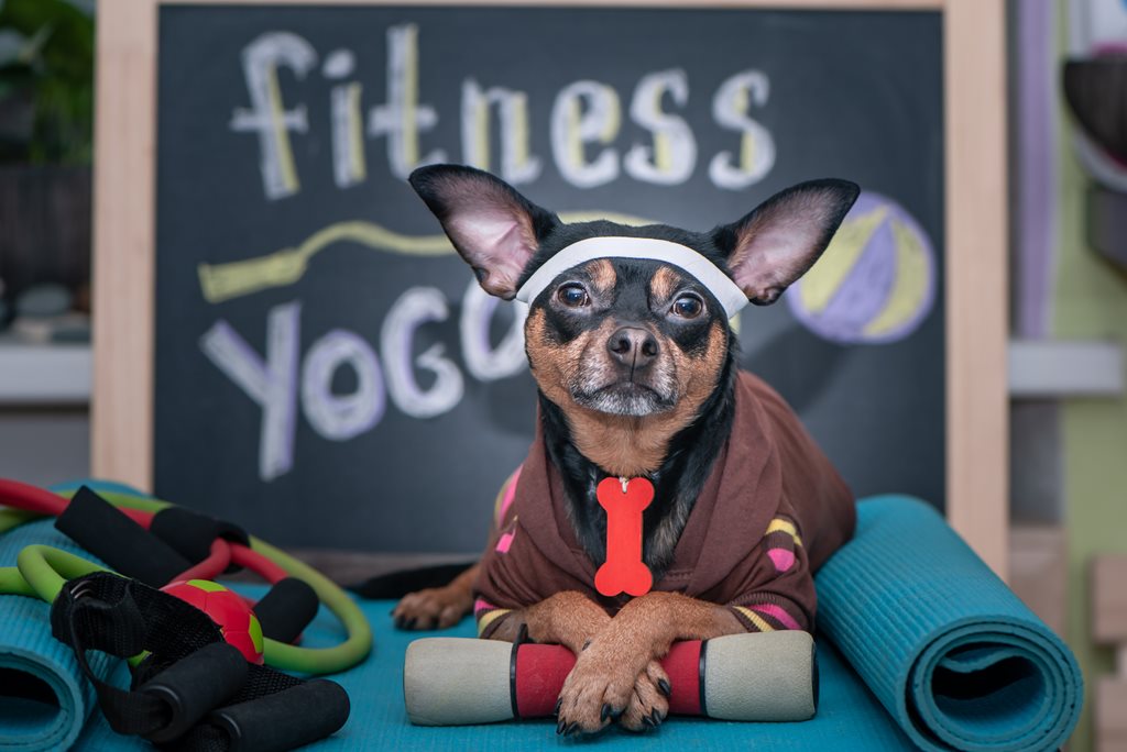 dog dressed up in workout clothes