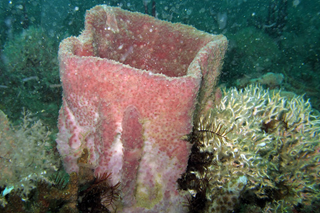 Natural Ledge Reef