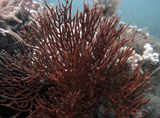 S.S. Gulf America Wreck Reef