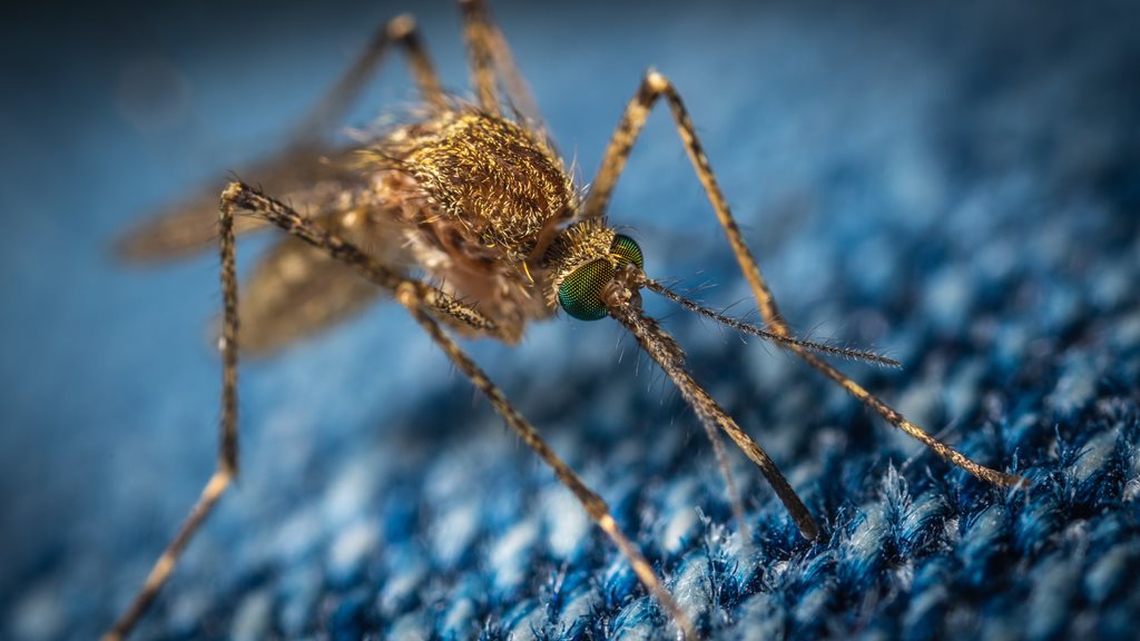 A close-up photograph of a mosquito on denim fabric