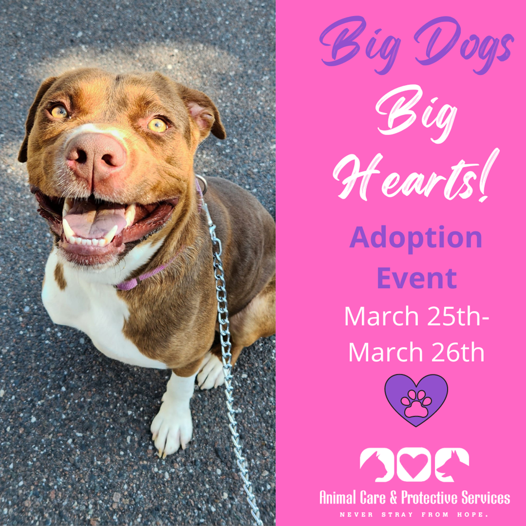 Big dogs, Big Hearts free adoption event