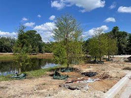 Trees and landscaping – April 2022