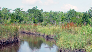 Thomas Creek Preserve