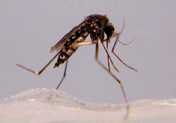 Aedes taeniorhynchus