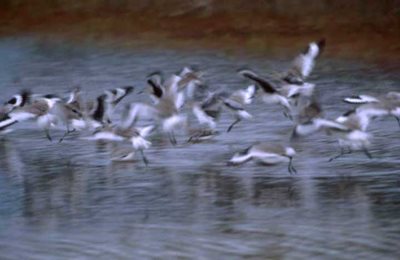 Birds in Alimicani waterway
