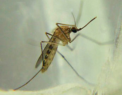 Culex pipiens quinquefasciatus (Southern House Mosquito)